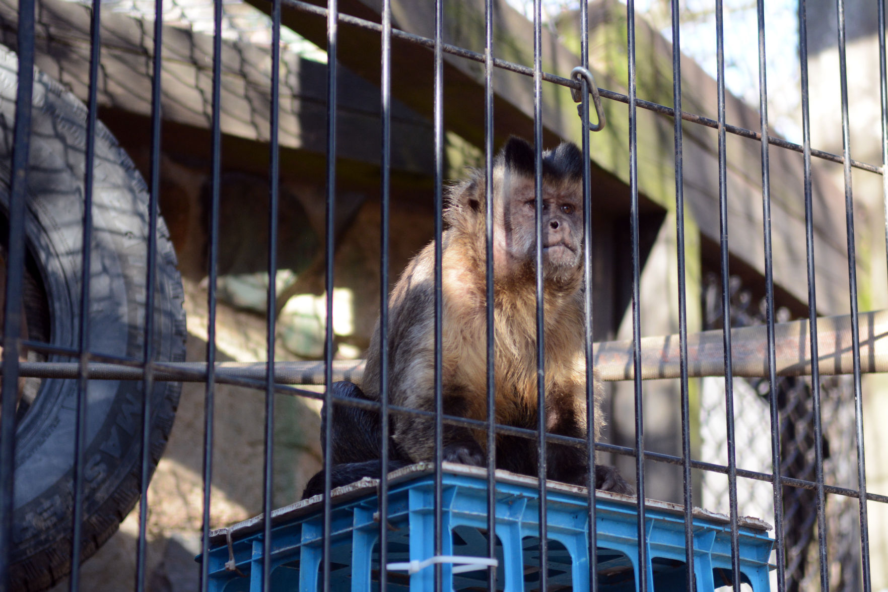 Scenes from Baraboo's Ochsner Park Zoo, Nov. 7, 2020